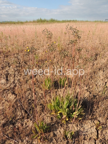 hawkweed, yellow